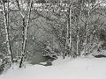 Snow, Blackheath P1070157